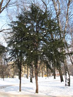 Pokrój naturalny cisa pospolitego