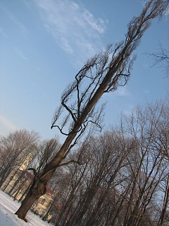 Db szypukowy odm. 'Fastigata' w parku w ywcu