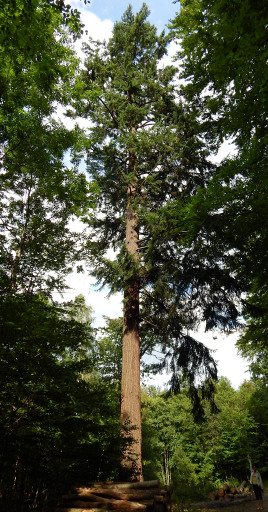 Daglezja zielona