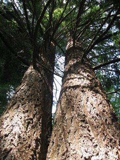 Daglezja zielona