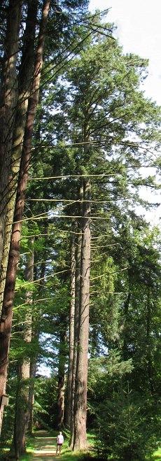 Daglezje zielone w Karnieszewicach