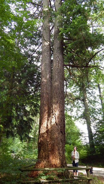 Daglezje zielone w Karnieszewicach