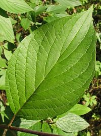 Licie derenia biaego
