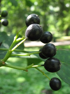 Owoce derenia widwy