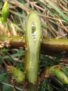 Forsycja porednia - pdy
