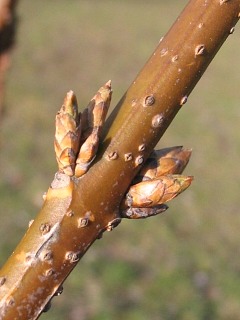 Forsycja porednia - pki