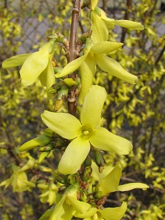 Forsycja porednia - kwiaty