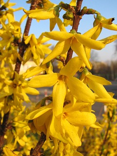 Forsycja po?ednia - kwiaty