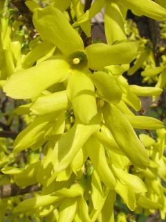 Forsycja porednia - kwiaty