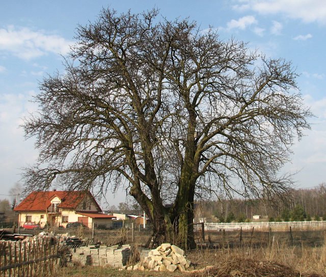 Grusza polna w Piniowcu