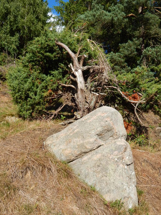 Pokrj formy naturalnej jaowca pospolitego