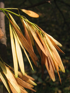 Owoce jesiona pensylwaskiego