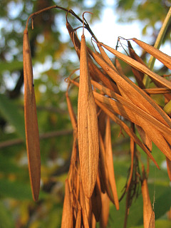 Owoce jesiona pensylwaskiego