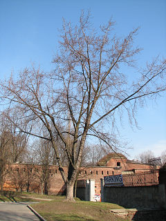 Klon srebrzysty