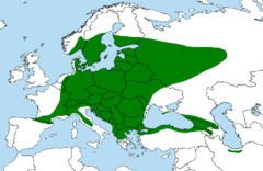 Klon zwyczajny - zasig