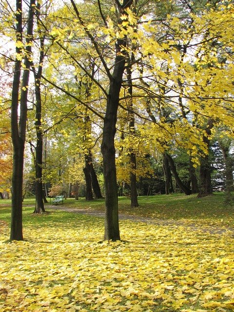 Klon zwyczajny jesieni