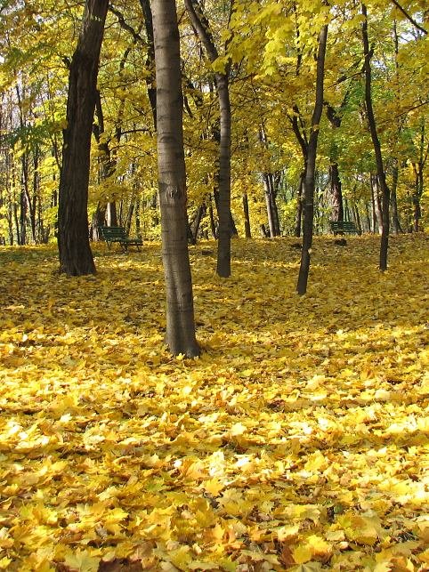 Klon zwyczajny jesieni