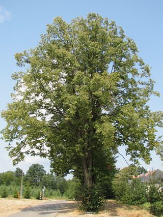 Lipa drobnolistna - pokrj