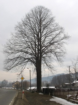 Lipa szerokolistna - pokrj