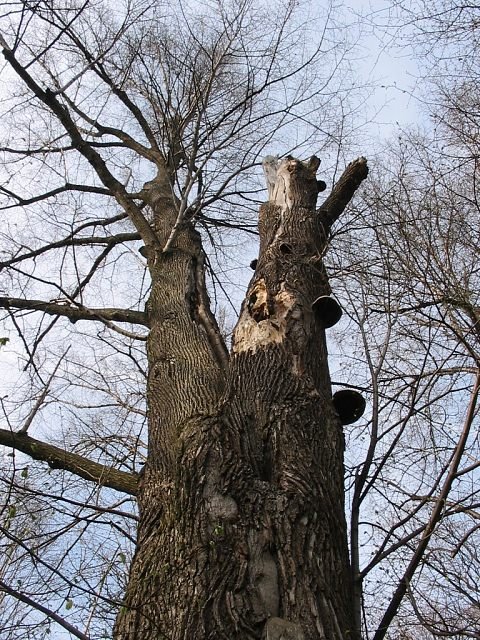 Konary lipy szerokolistnej