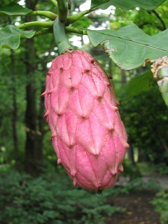 Owoce magnolii parasolowatej