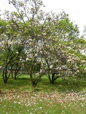 Pokrj magnolii poredniej