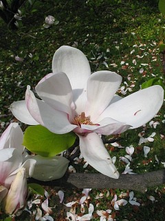 Kwiat magnolii pośredniej