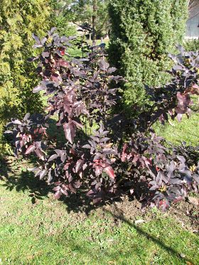 Mahonia ostrolistna - pokrój