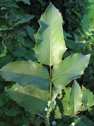 Mahonia ostrolistna - liście