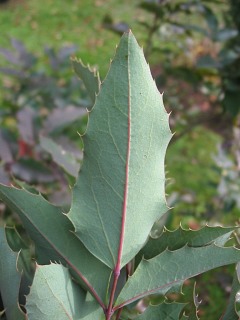 Mahonia ostrolistna - liście