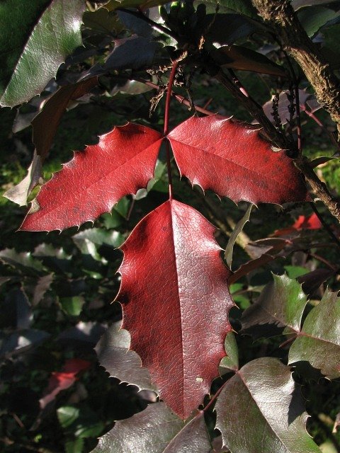 Mahonia ostrolistna