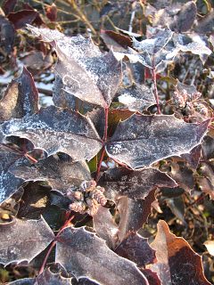 Mahonia ostrolistna - licie