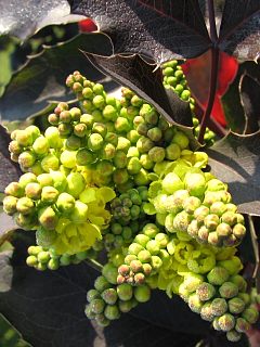 Mahonia ostrolistna - kwiaty