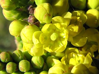 Mahonia ostrolistna - kwiaty