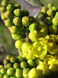 Mahonia ostrolistna - kwiaty
