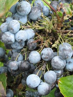 Mahonia ostrolistna - owoce