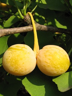 Miorzb dwuklapowy - nasiona