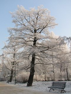 Olsza czarna