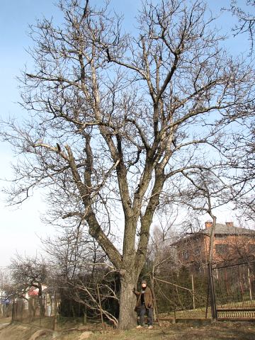 Orzech włoski - pokrój