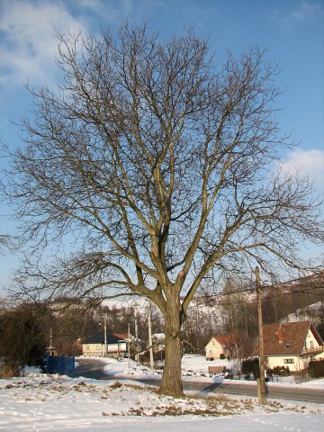 Orzech włoski - pokrój