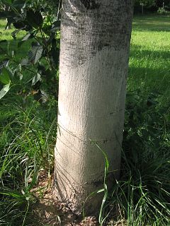 Kora modego orzecha woskiego