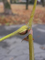 Pk platana klonolistnego