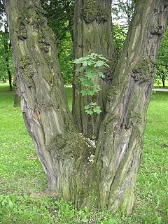 Robinia akacjowa z maym klonem na kolanach ;-)