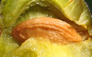 liwa domowa - owoce