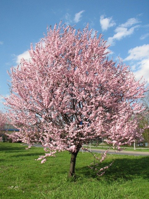 liwa winiowa