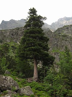 Sosna limba