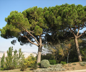 Sosna pinia