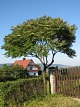 Sumak octowiec