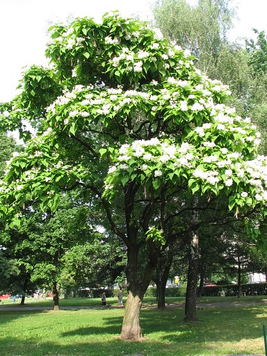 Surmia wielkokwiatowa