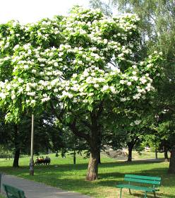 Surmia wielkokwiatowa